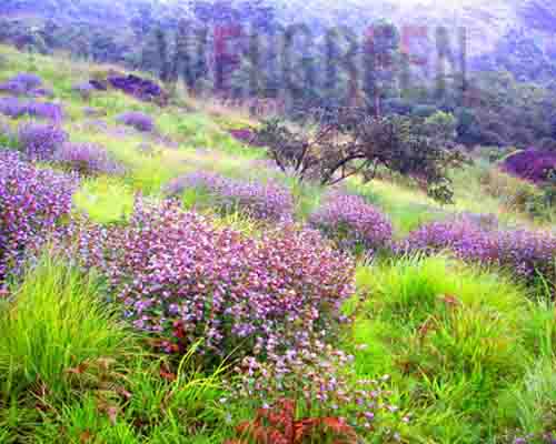 Welgreen Kerala Holidays