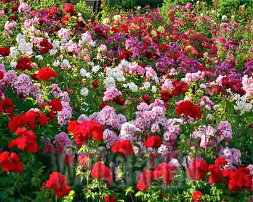 Welgreen Kerala Holidays