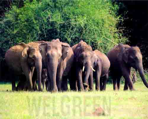 Welgreen Kerala Holidays